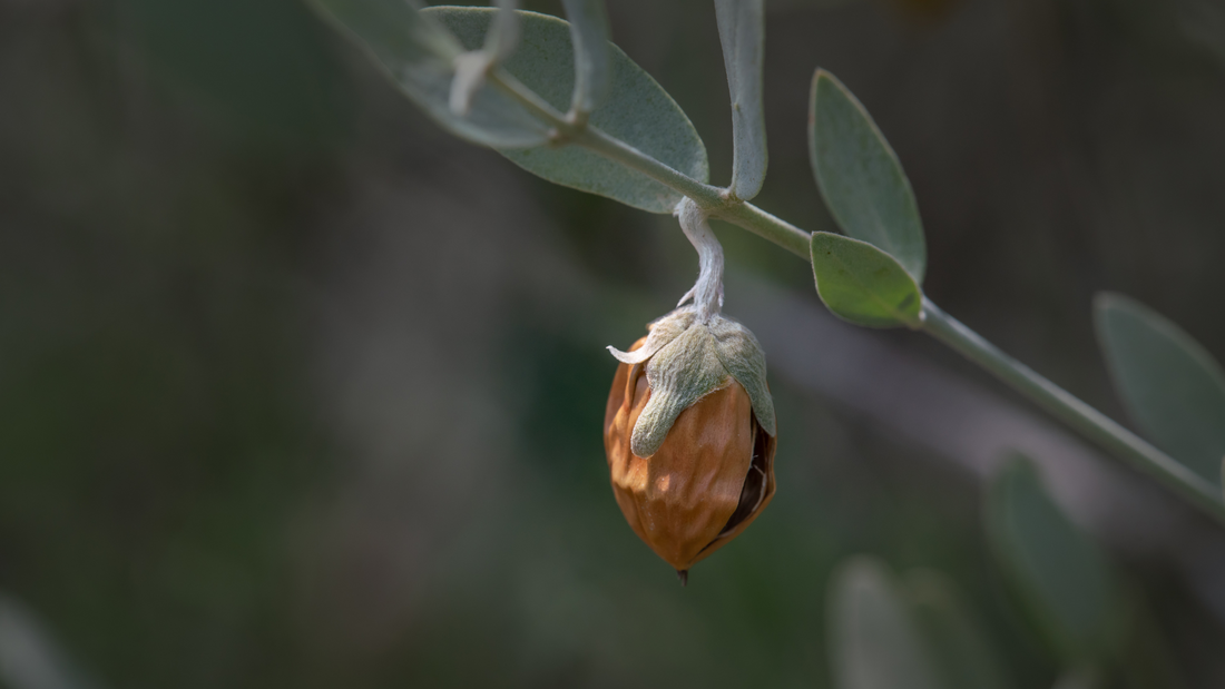 Jojoba Oil Benefits: The Ultimate Skin & Hair Moisturizer